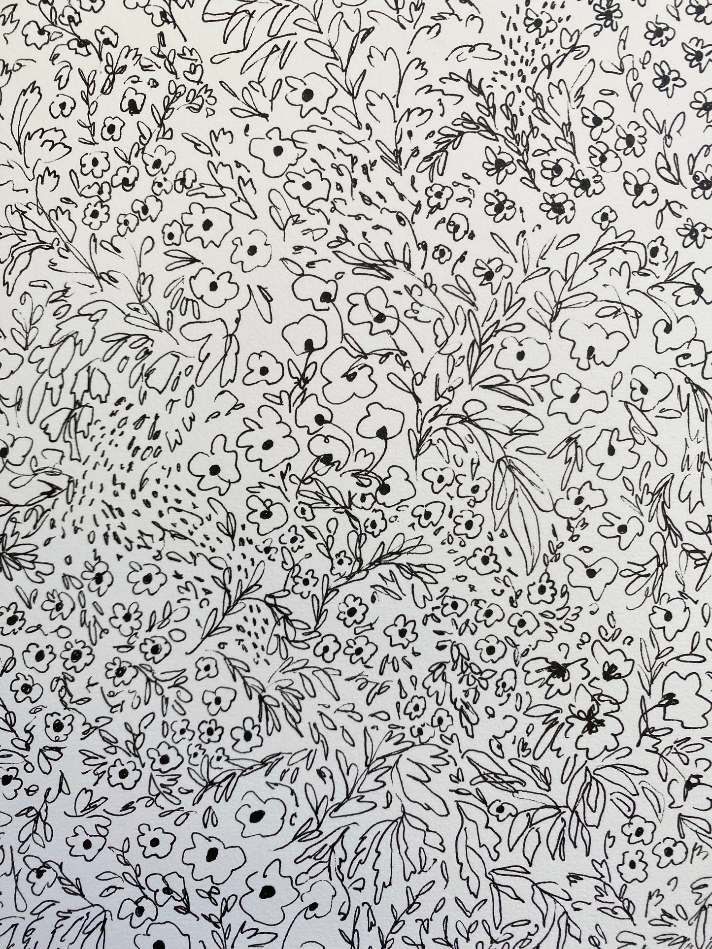 Fields of Daisies