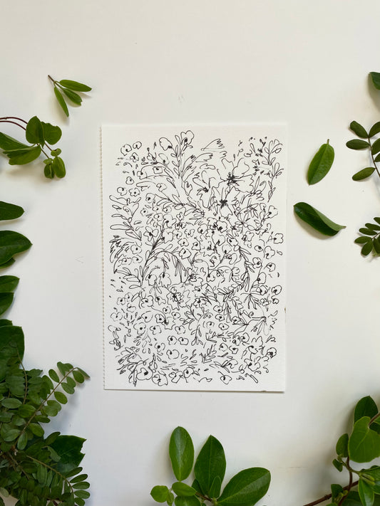 Wild Daisies