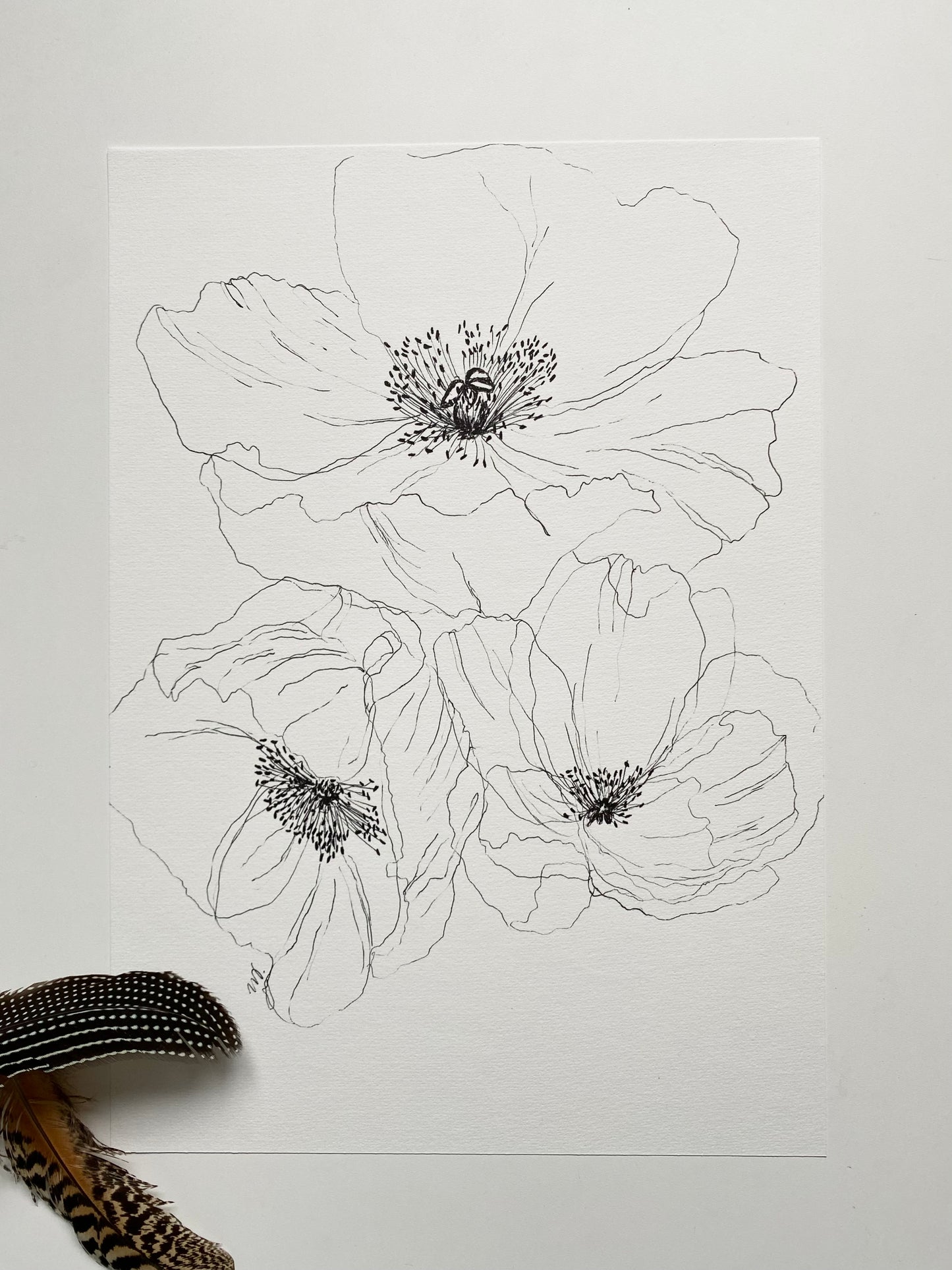 Poppy 2