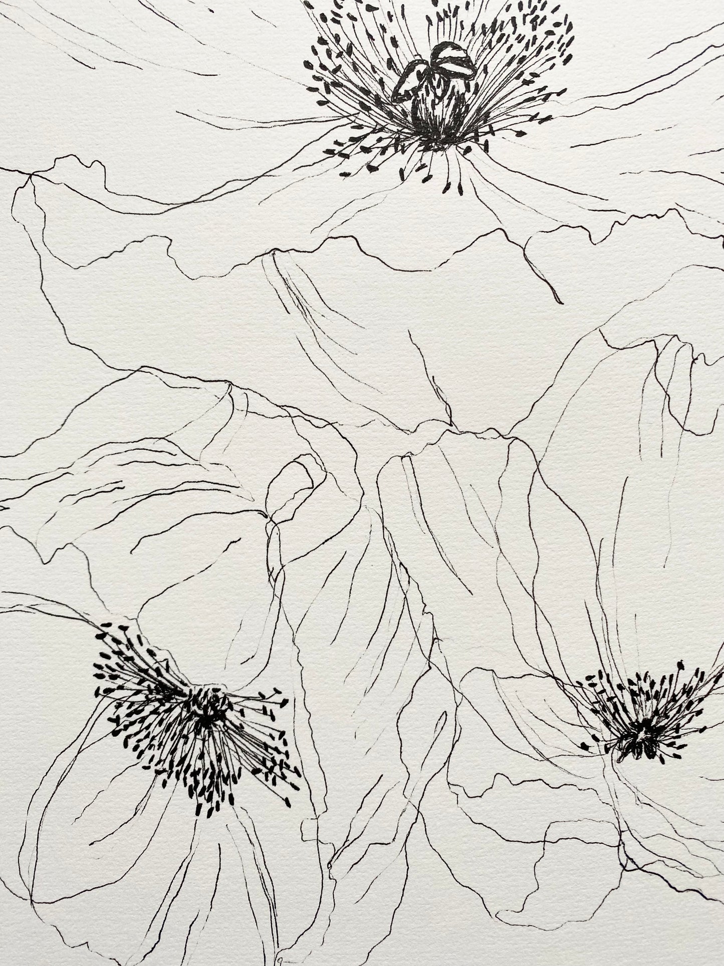 Poppy 2