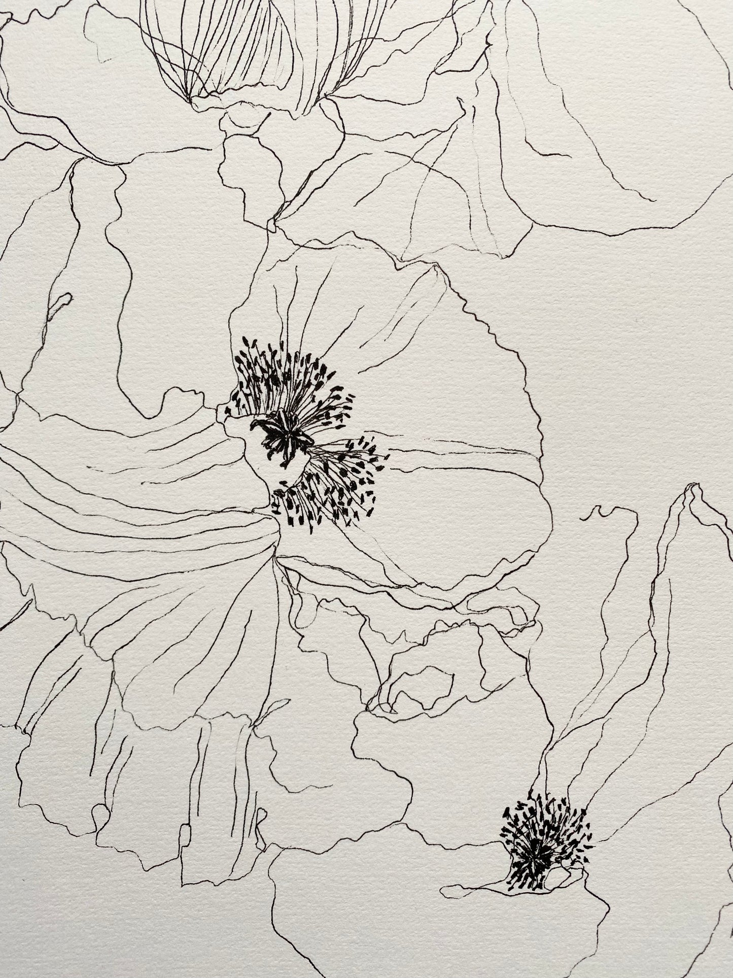 Poppy 1