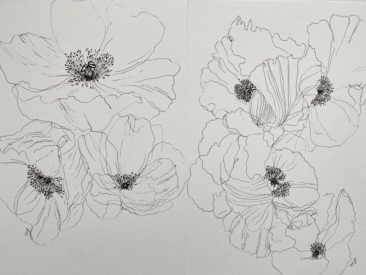 Poppy 2